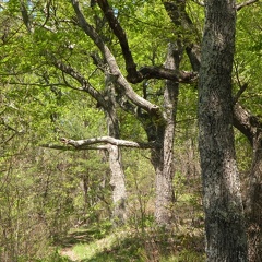 Lakeview Trail